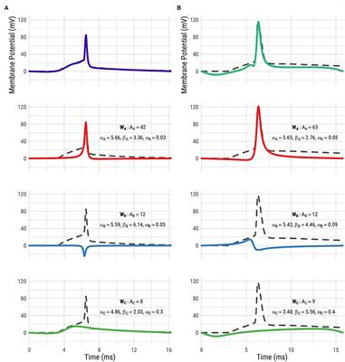 Electrophysiological and Transcriptomic Features Reveal a Circular Taxonomy of Cortical Neurons